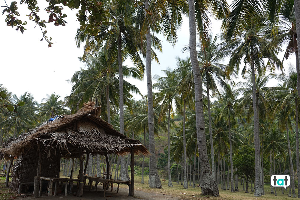 talk about travel indonesia lombok palmeto