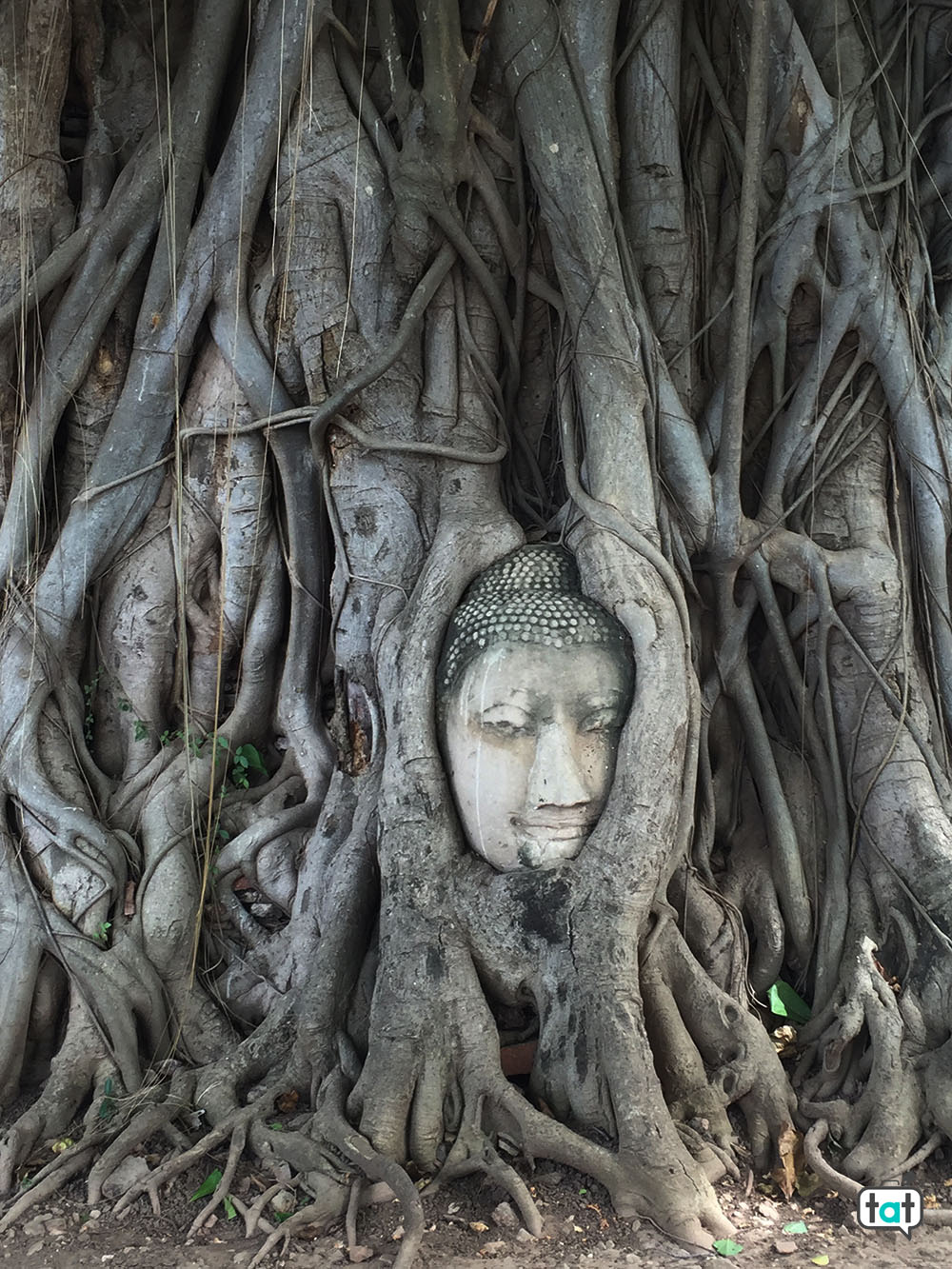 thailandia ayutthaia testa buddha