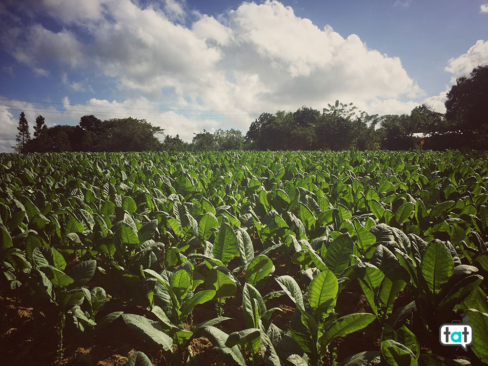 Cuba Vinales
