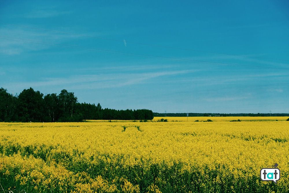 campi di fiori gialli Vilnius