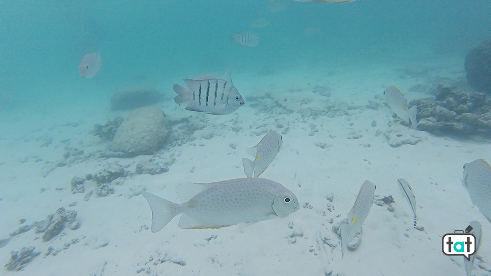 Snorkeling Koh Nang Yuan