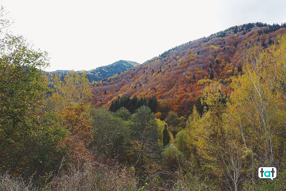 Foliage Bulgaria