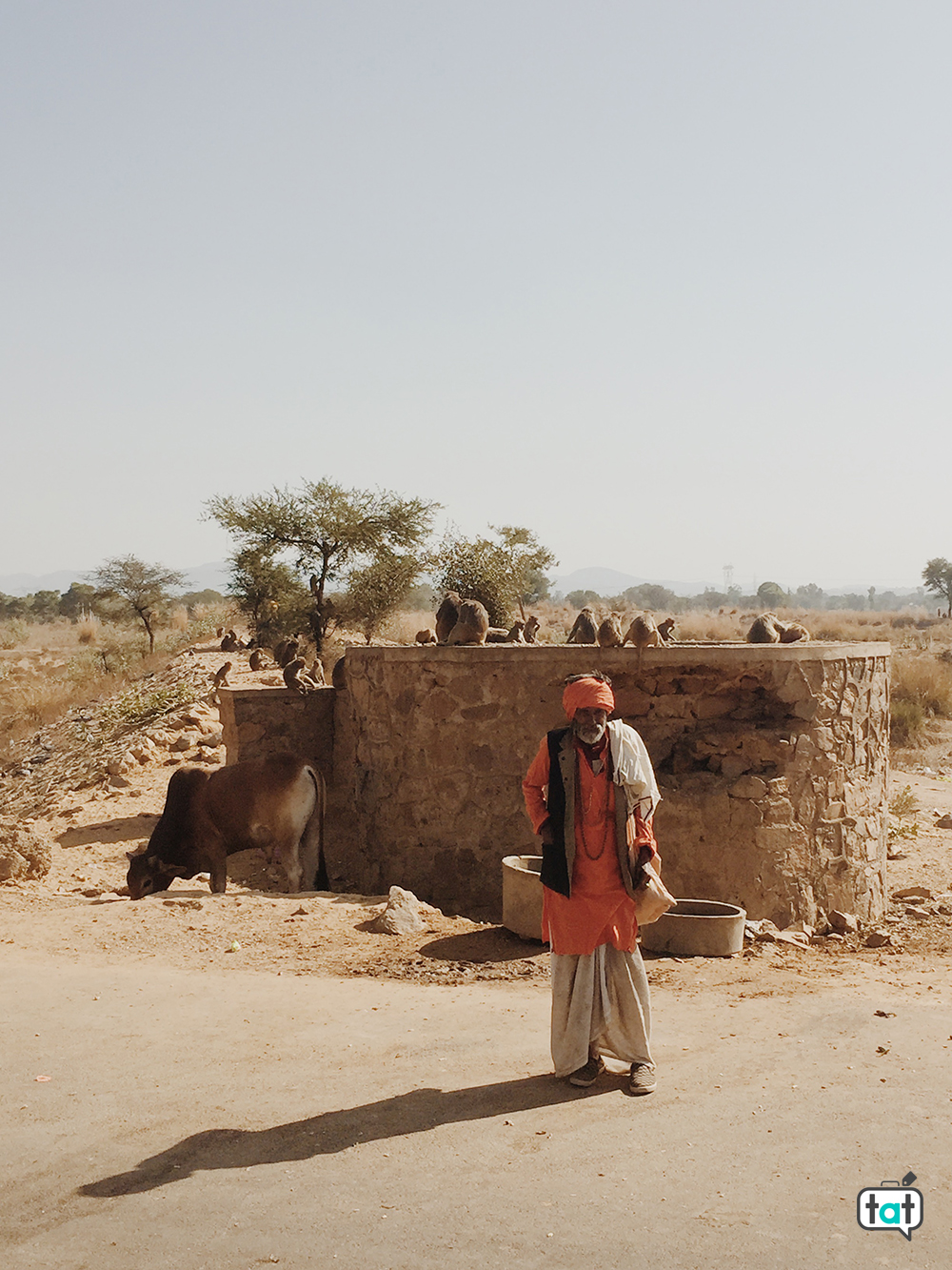 Scimmie sulla strada per Jaipur