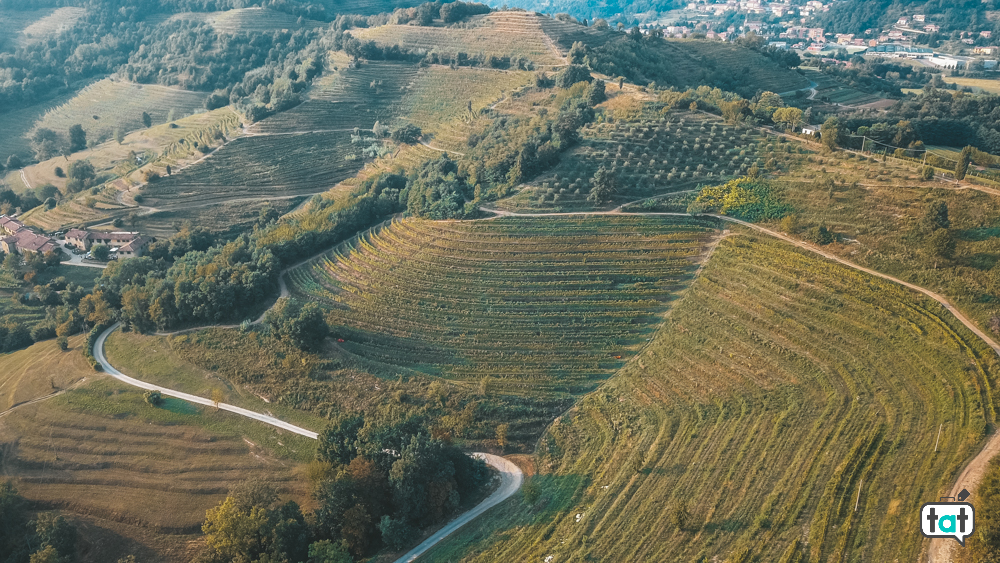 vigne oasi galbusera bianca