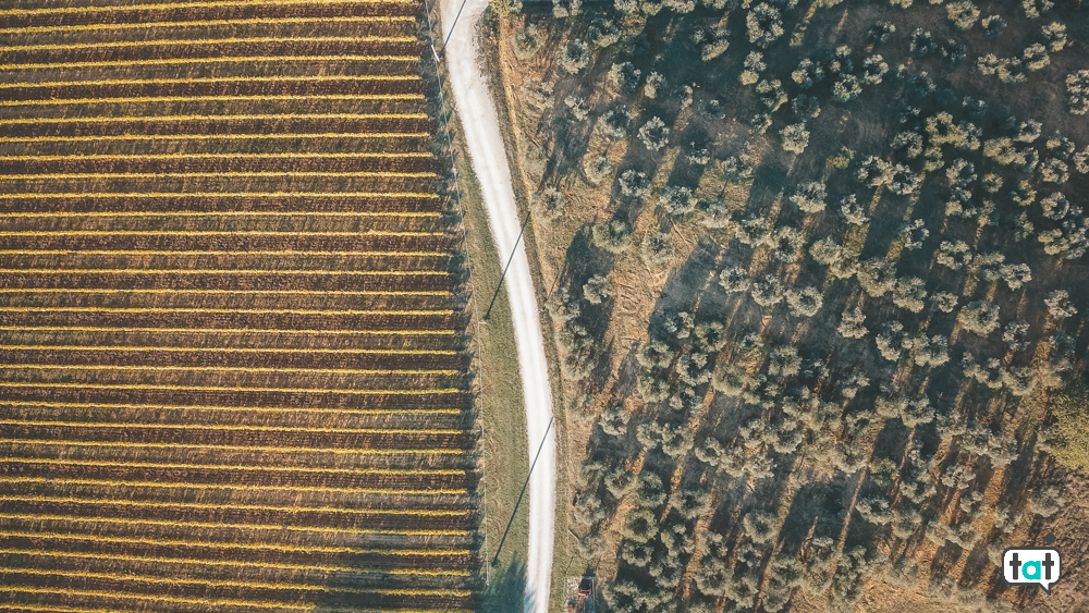 geometrie naturali vigneti uliveti