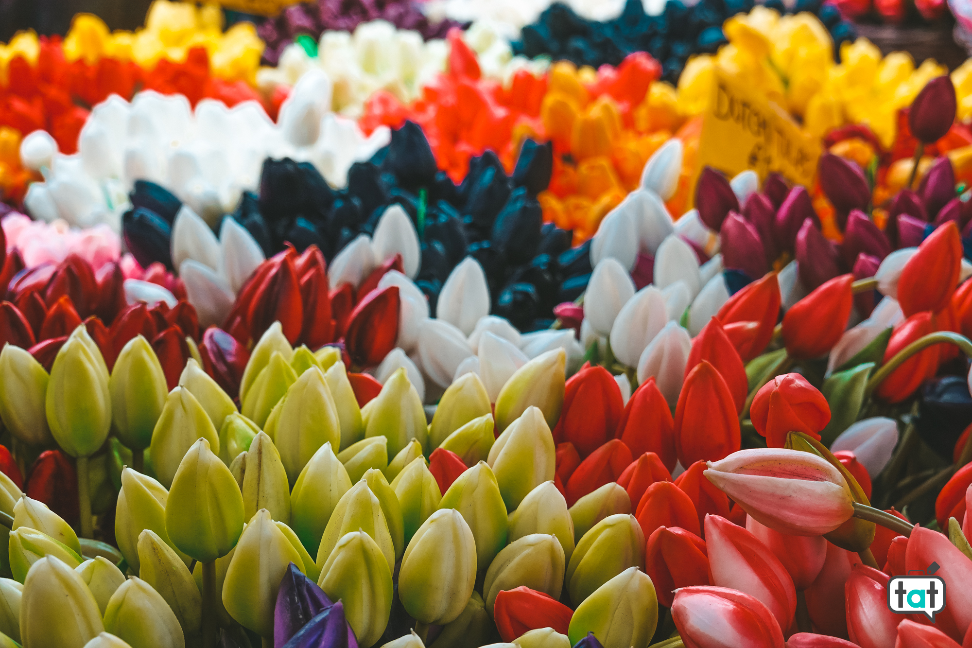 tulipani Amsterdam